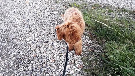 curious labradoodle looking at her surroundings, 's-gravenpolder, zeeland, netherlands