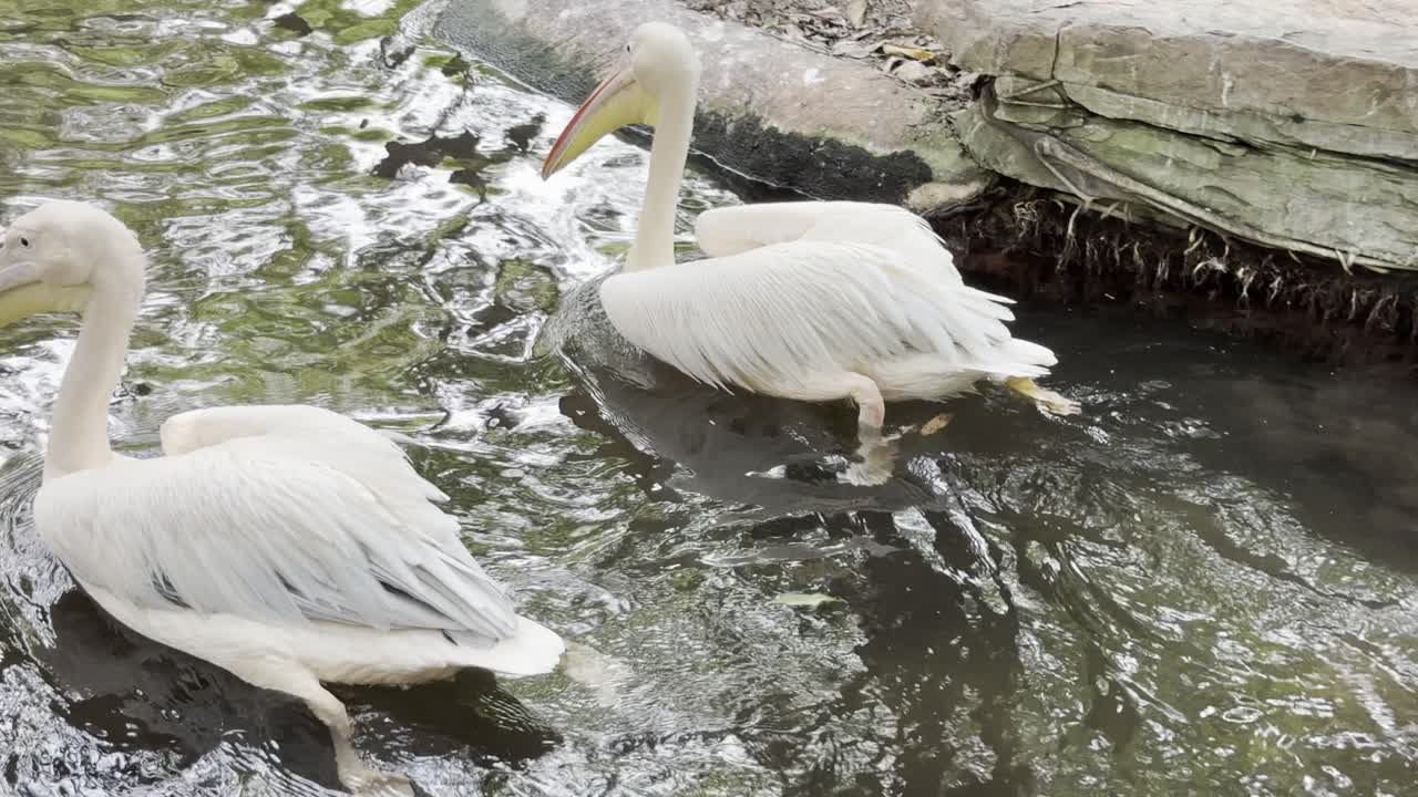 The American white pelican is a large aquatic soaring bird from the order Pelecaniformes. It breeds in interior North America, moving south and to the coasts, as far as Costa Rica, in winter.