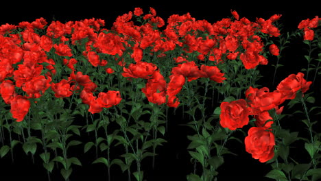 blooming red roses
