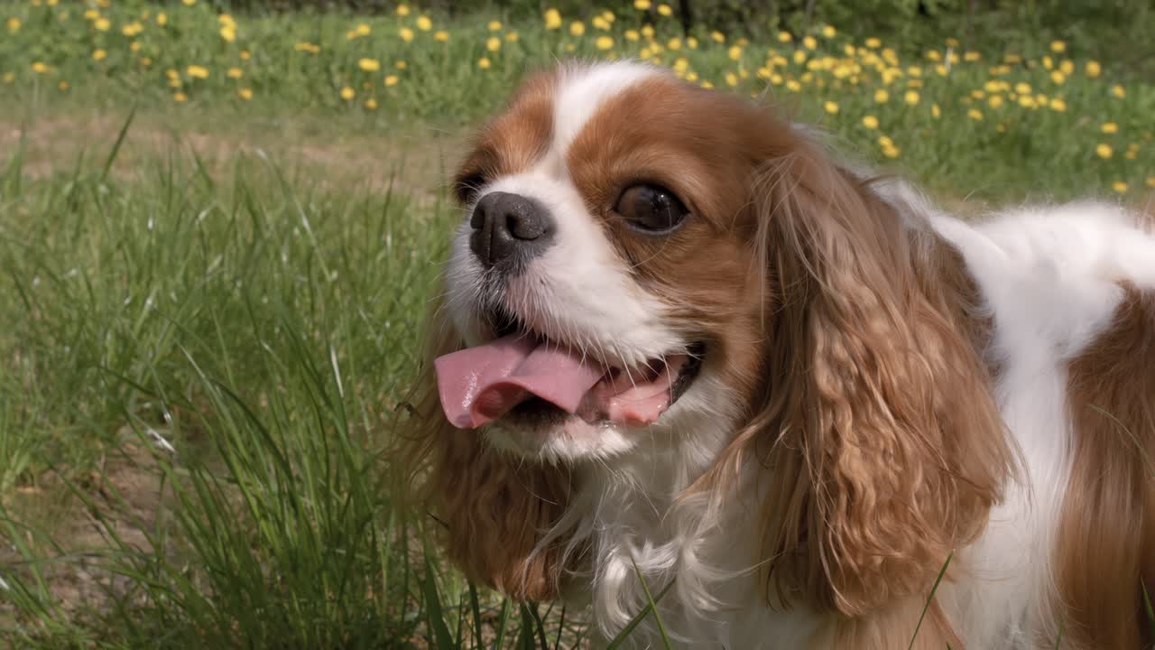 Cavalier King Charles Spaniel. Shot on super slow motion camera 1000 fps.