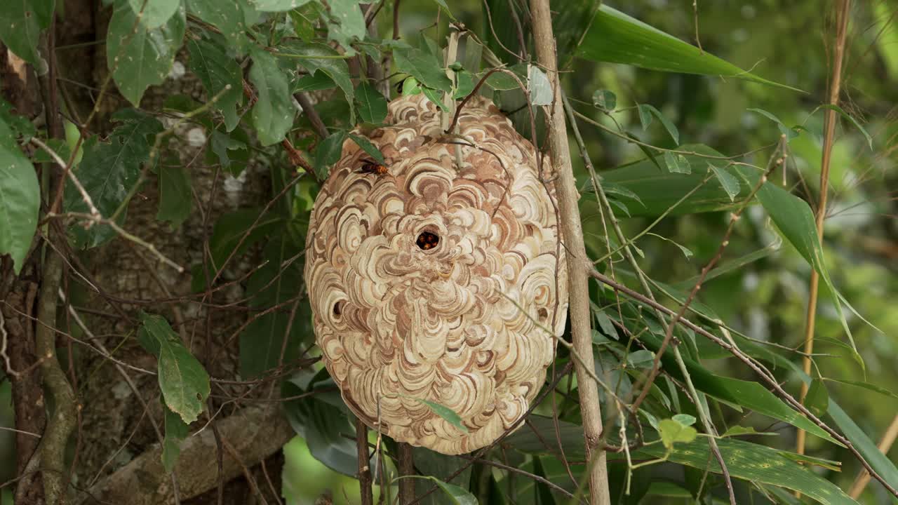 Asian Hornet Hive Hanging on a Tree, Oval Shape Nest, Hornet Waiting Inside the Nest