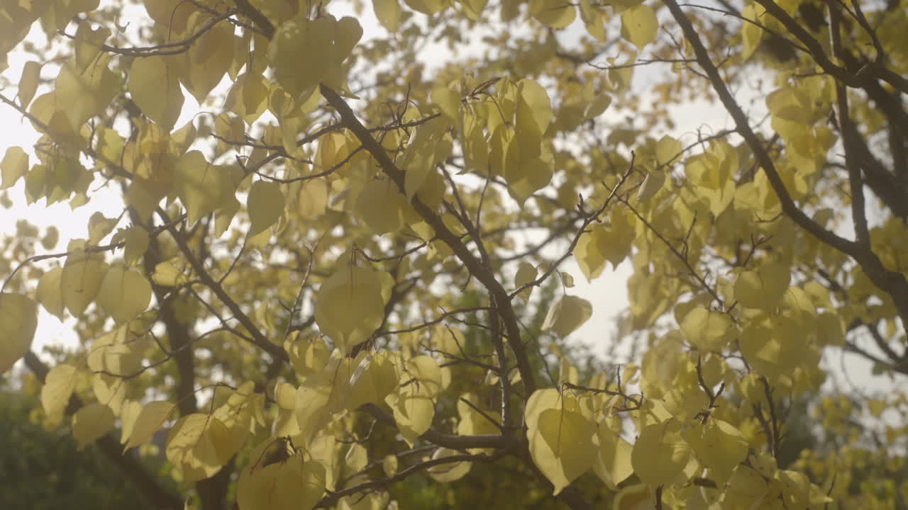 화창한 날 바람에 노란 단풍, 부드러운 유망한 이미지 정적 샷