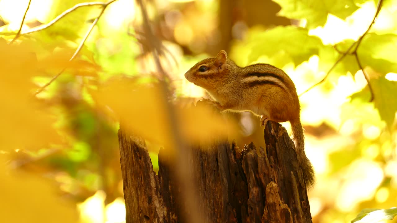 Adorabile tamia del Colorado in piedi su un tronco d'albero tra foglie autunnali gialle.
