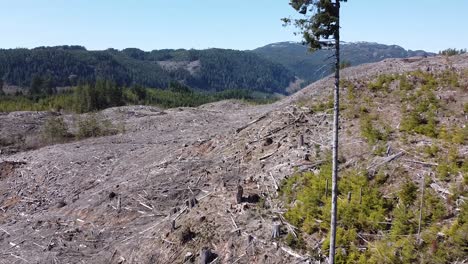 Aerial-View-of-Logged-Forest-of-Port-Alberni,-Vancouver-Island,-Canada