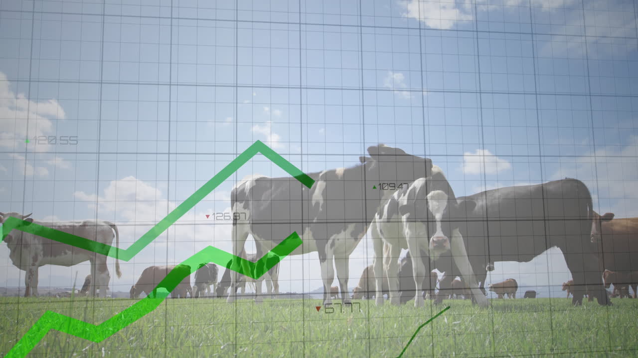 Herd of dairy cows grazing on pasture while analytics charts floating over grid in flat style