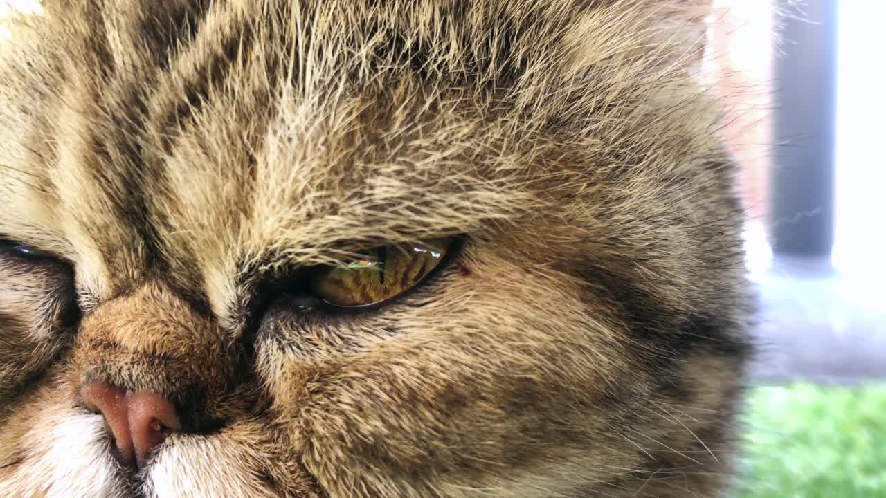 Bir kedinin gözünün çok yakın çekimi.