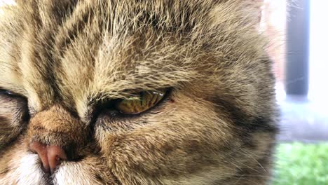 primer plano de un ojo de gato
