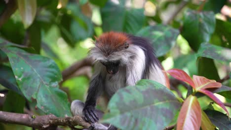 Mono-Colobo-Rojo-Arreglando-La-Pierna-En-Las-Copas-De-Los-árboles-Del-Bosque-Jozani-De-La-Isla-De-Zanzíbar-Tanzania,-Plano-Frontal-Medio