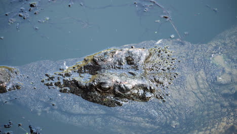 Cocodrilo-De-Agua-Salada-Macho-Gigante-En-El-Agua-Desde-El-Costado-De-Un-Barco-Filmado-En-El-Norte-De-Queensland,-Australia