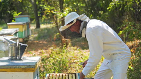 apiary in the middle of the forest. male beekeeper in white protective suit, slightly leans towards the hive, and taking out frame. smoking smoker on the lid of the hive.