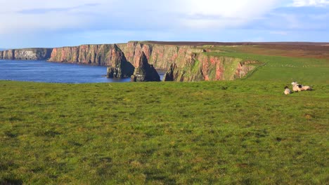 les moutons s'assoient le long de la magnifique côte nord de l'ecosse