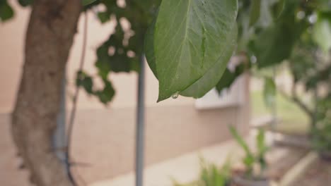 Gota-De-Lluvia-En-Una-Hoja-De-árbol