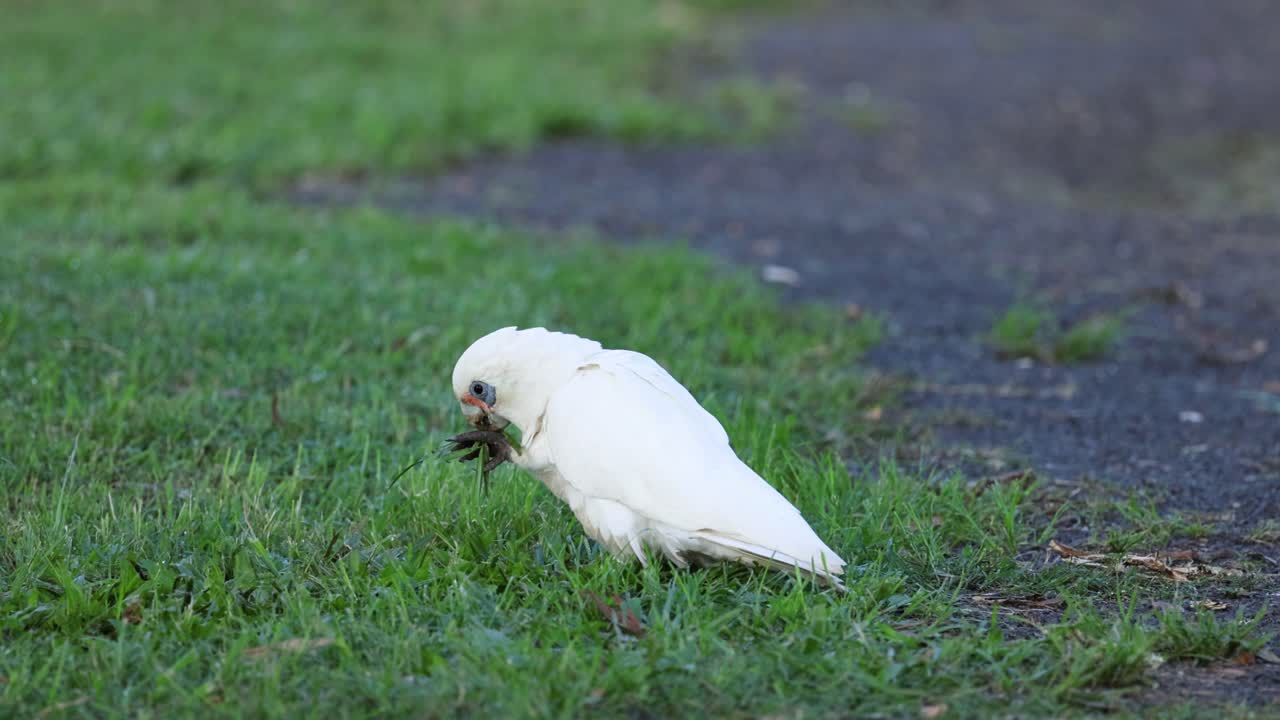 la cacatúa blanca caminando y picoteando en la hierba.