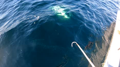 pov of fisherman gaff and bring aboard flailing yellowtail fish