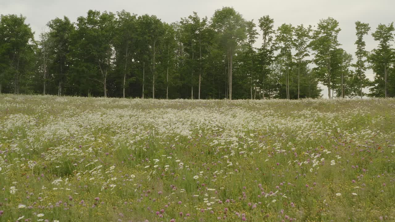 flores silvestres florecen en el campo en barbecho tiro de cardán deslizándose