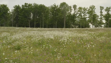 wildflowers bloom in fallow field gliding gimbal shot