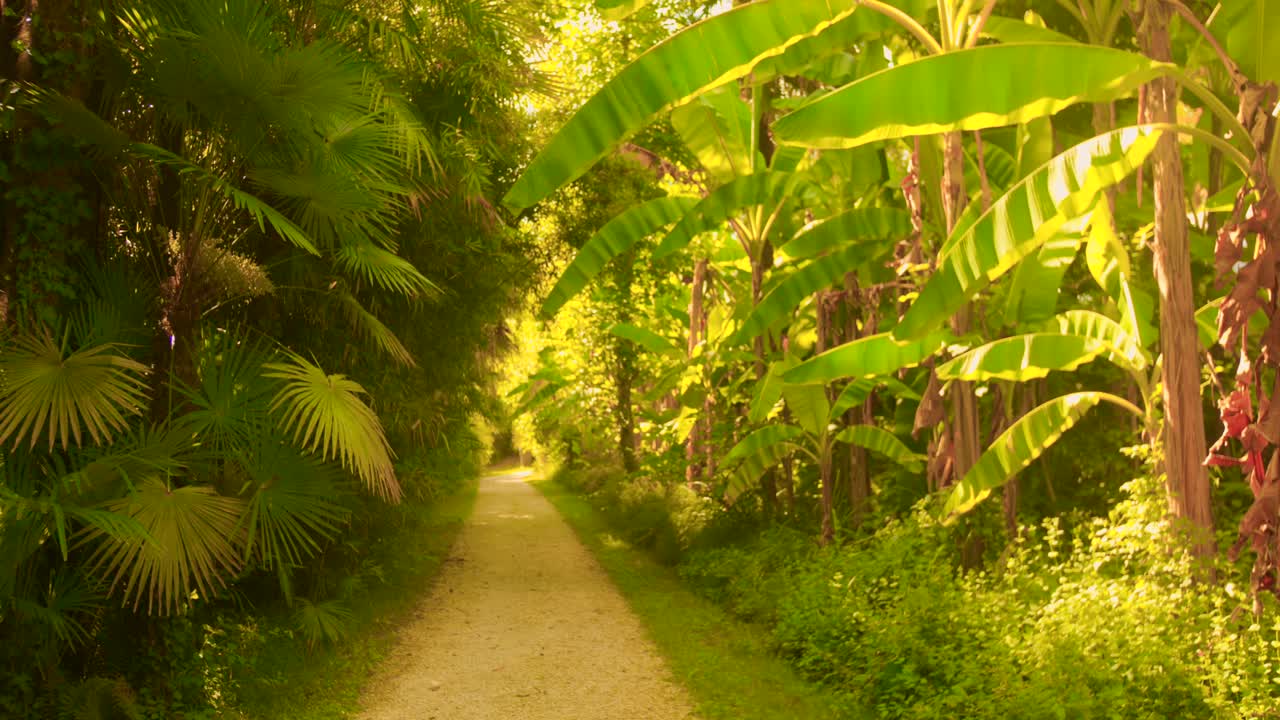 Wander through the vibrant pathways of an exotic garden in Betou, France. Lush greenery and tropical plants create a serene atmosphere, capturing the essence of nature's splendor