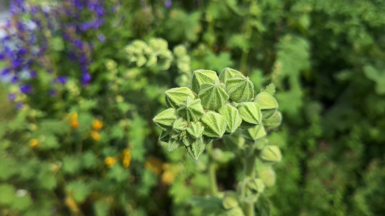 Green Hollyhock flower buds in garden, patterns in garden close up