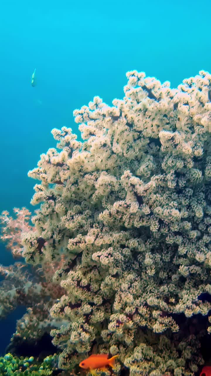 Colorful reef fish dart through soft coral under sea, diving view with vibrant marine life
