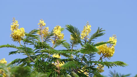 close up shot of yellow poinciana, peltophorum dubium, golden yellow flowers blooming on tree top, swaying in the wind against clear blue sky under bright daylight