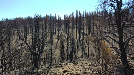 antena lenta a nivel del suelo a través de árboles forestales destruidos quemados y destrucción del desierto del fuego caldor cerca del lago tahoe, california