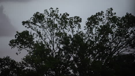 Baumzweige-Wiegen-Sich-In-Einem-Gewitter