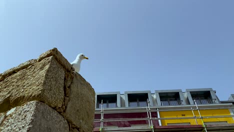 a seagull sits on a concrete wall along the duero river in portugal, porto, wide angle, down shot