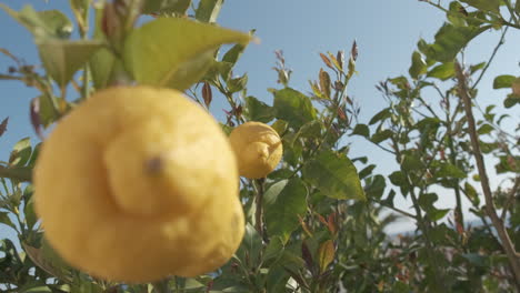 limones en limonero, cítricos en agricultura ecológica