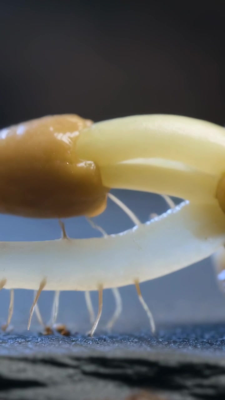 Vertical video: Hidden hand pulling two fried pieces apart on stone, revealing cheese pull and oil