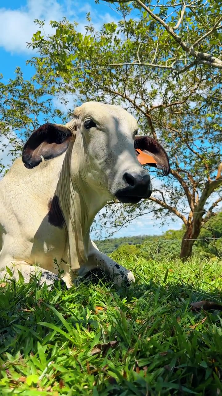 Bovini Brahman che riposano sull'erba verde in un pascolo in Costa Rica. Mucca Zebu bianca e marrone sdraiata in un prato tropicale sotto la luce del sole con alberi e sfondo di cielo blu.
