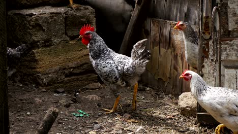 cinemagraph with countryside poultry