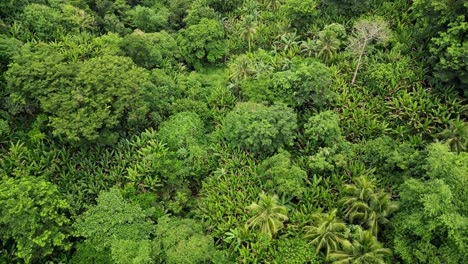 Idyllic-overhead-aerial-view-of-tropical-jungle-and-lush-greenery-in-the-lone-island-of-Catanduanes,-Philippines