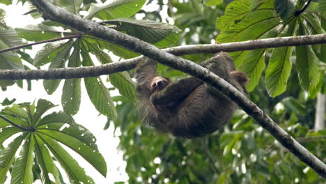 lindo perezoso de tres dedos colgando de un árbol en el dosel de la selva de costa rica