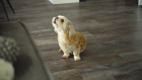 el perro blanco shih tzu boomer se sienta en el suelo de madera y aúlla