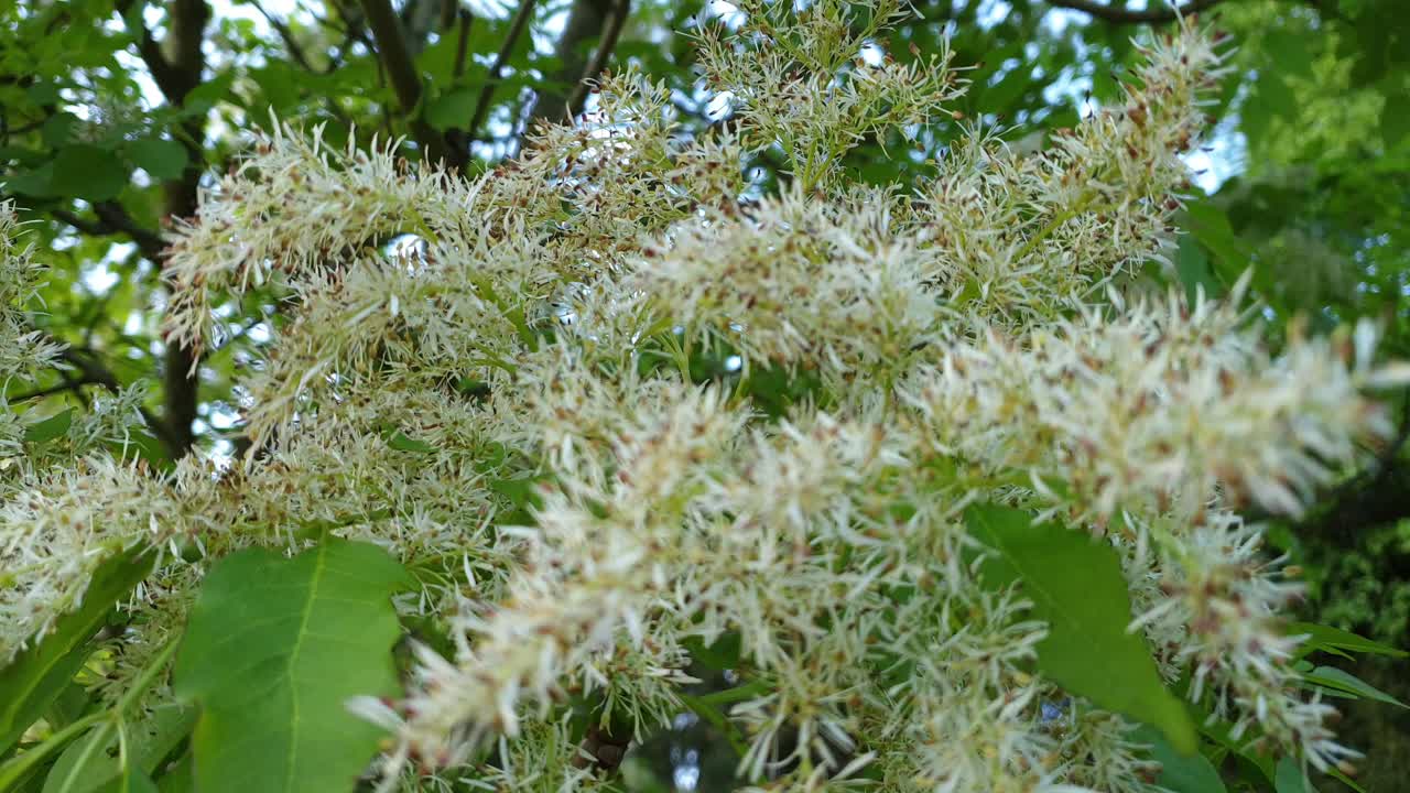 primer plano de un árbol en flor