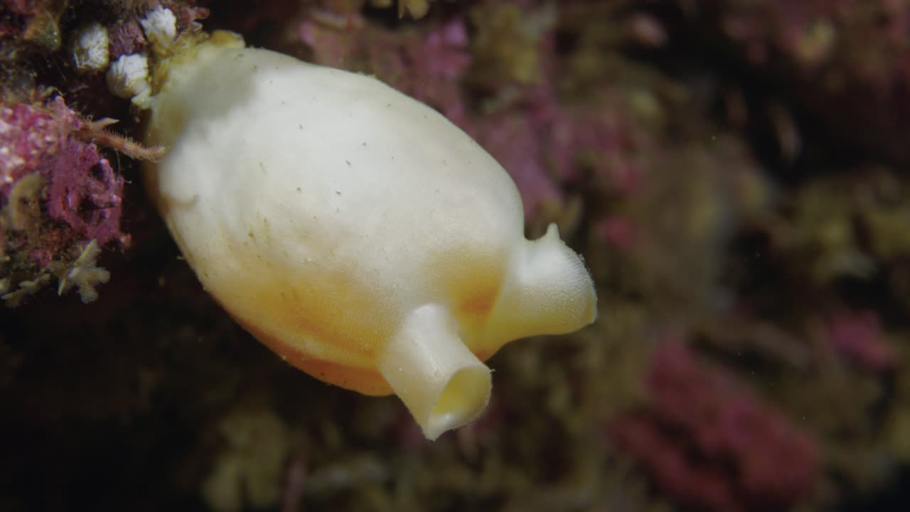 soft coral in slow motion while diving in the thermocline in Perc&eacute; in 60fps in 4K