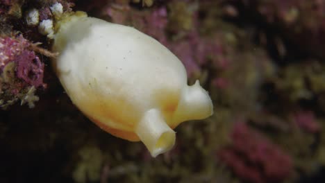 soft-coral-in-slow-motion-while-diving-in-the-thermocline-in-Percé-in-60fps-in-4K