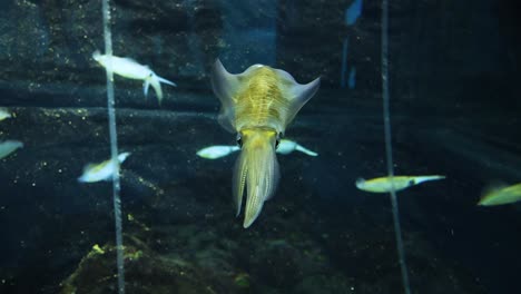 squid gracefully moves through aquarium with fish