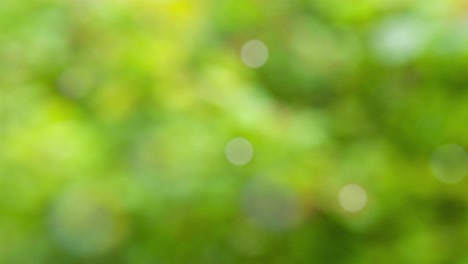 Abstract spring background with bokeh
