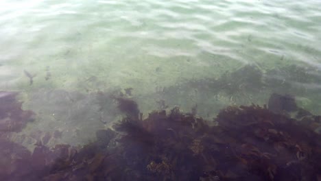 View-Of-The-Bottom-Covered-With-Moss-And-Algae-Through-The-Clear-Water---high-angle-shot