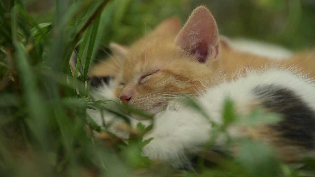 Close up of sleeping kitten head on others, twitching whiskers and ears in dream