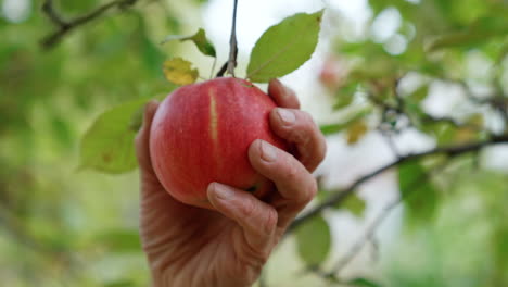 apple hanging from a tree