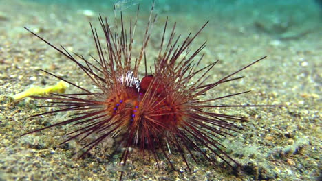 radiant sea urchin with zebra urchin crab walking over sandy bottom, medium shot during daylight