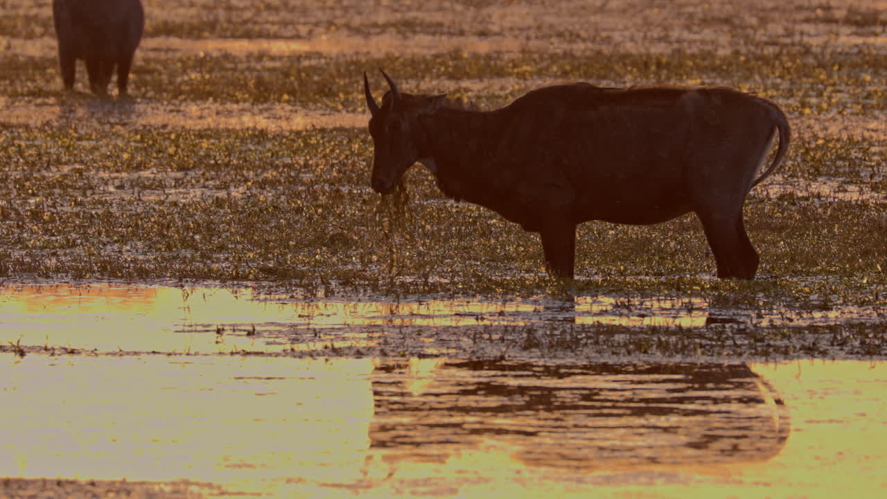 In the golden sunset hour, nilgai grazing in the lakeshore, beautiful landscapes, India.