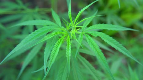 intoxicants are made from the leaves of the cannabis plant