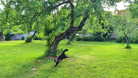 cat maine coon outdoor climbing tree and jumping, feline house cat, nature