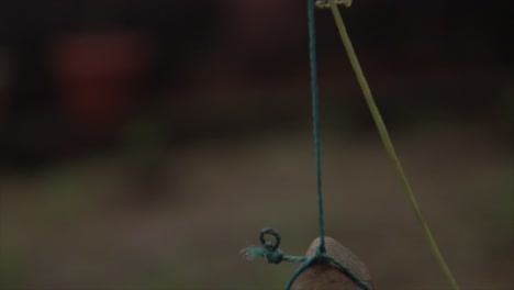 A-unique-shot-of-a-plant-with-a-rock-attached-to-it-by-a-rope