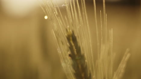 close-up of wheat ear in golden light