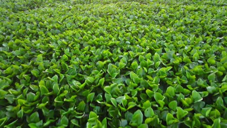 Vista-Aérea-De-Cerca-De-La-Planta-De-Jacinto-De-Agua-En-El-Lago-Al-Atardecer