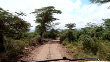 conduciendo a través de un bosque de acacias en áfrica en un safari, camino de tierra con arbustos